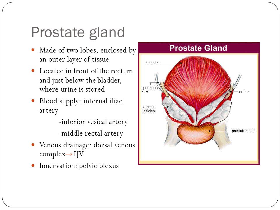 Where to find prostate